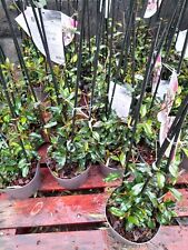 Scented Jasmine plant EVERGREEN winter hardy PINK Flowering "Pinky Wings" 30cm 