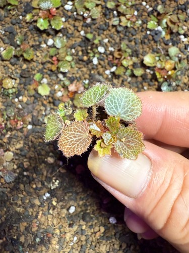 Micro strawberry begonia - micro,