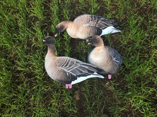 Pinkfoot goose decoy - goose,