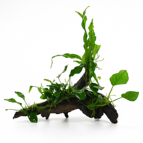 Made order anubias - made, java