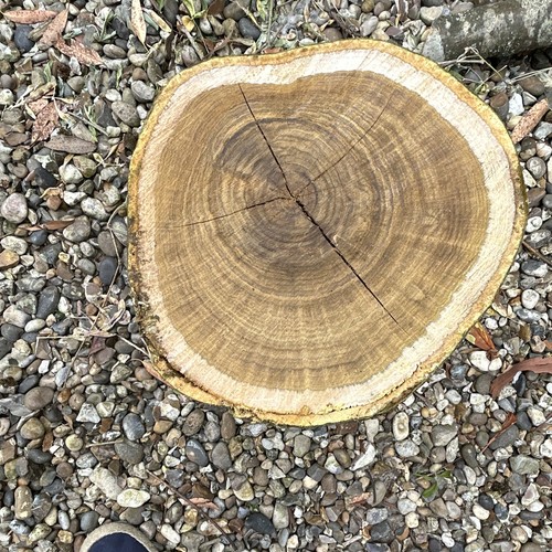 Green laburnum log slice for - green,