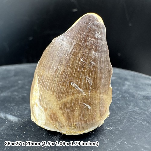 Genuine mosasaur tooth fossil