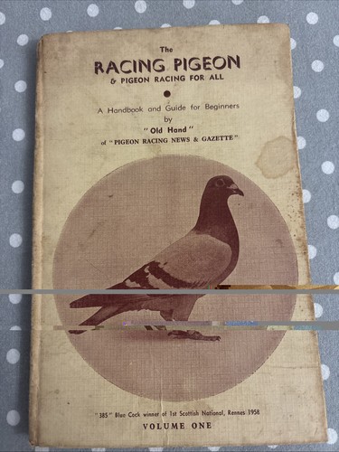 The racing pigeon - pigeon,