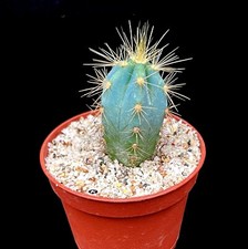 Blue Cactus Plant | Blue Torch
