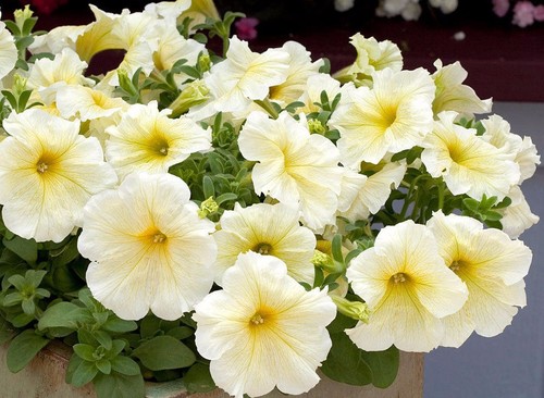 Petunia prism sunshine - prism,