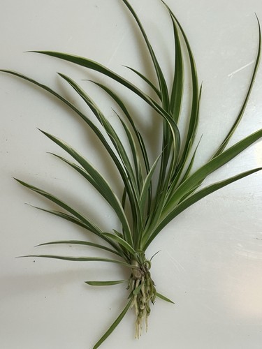 Rooted spider plant baby - "rooted,