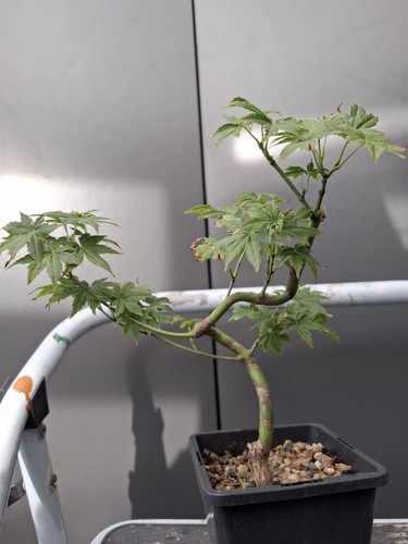 Part trained japanese maple - ,