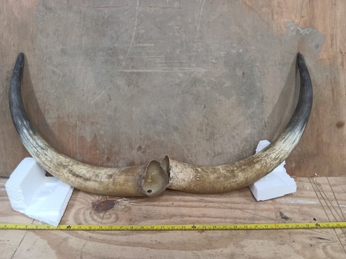 Vintage pair bull - vintage,