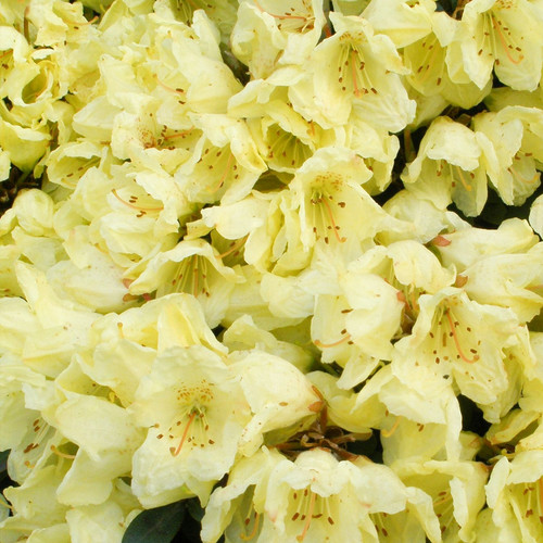 Rhododendron wren evergreen - rhododendron, 'wren'