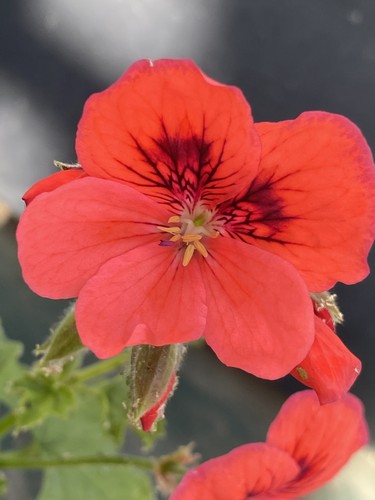Rare pelargonium geranium - rare,