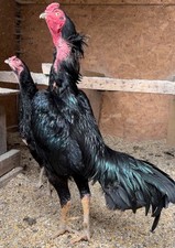 Shamo Organic Eggs (12) from