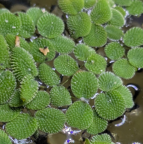 Salvinia natans 20 - natans, /