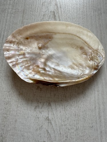 Vintage style natural shell - vintage,