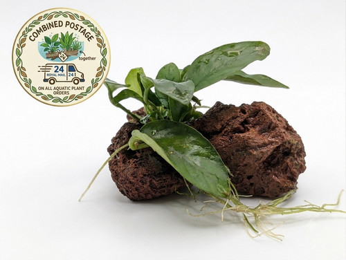 Anubias nana lava rock - anubias, on
