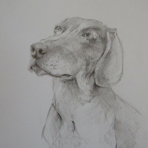 Pencil tonal drawing - , dog