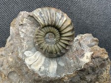 Scunthorpe Ammonite Aegasteroceras sp. Jurassic Calcite Fossil, Freestanding, UK