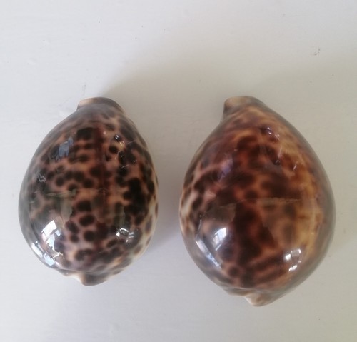 Tiger cowrie - cowrie, tigris)
