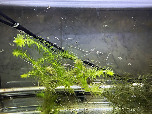 Live pea puffer fish