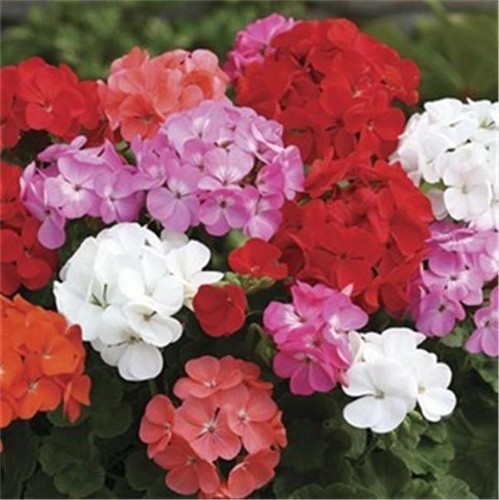 Geranium plants garden - x,