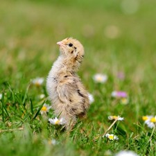 Coturnix Quail Fertile