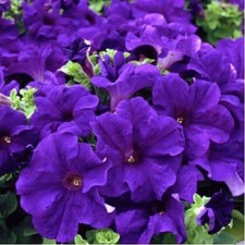 ×6 Petunia Surfinia Blue -
