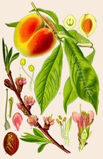 VINTAGE PEACH TREE BOTANICAL