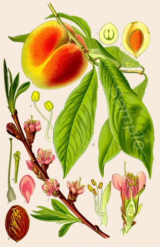 Vintage peach tree botanical - tree,