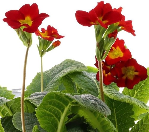 Polyanthus red boxed bedding - polyanthus,