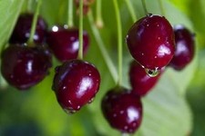 5  Sweet Cherry Tree seeds