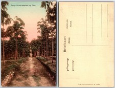 Hevea Aanplant Java Tree Path Postcard