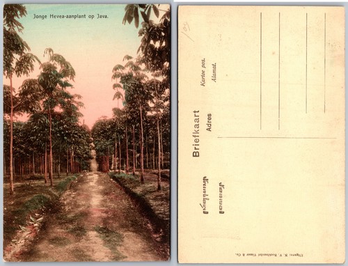 Hevea aanplant java tree - tree, path