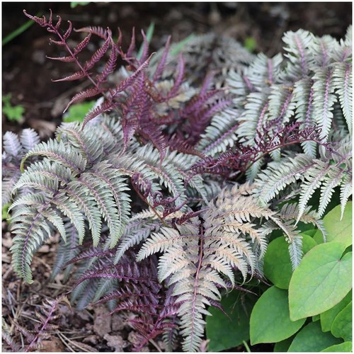 Painted lady fern - painted,