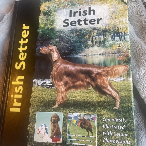 Irish setter hardcover - irish, by