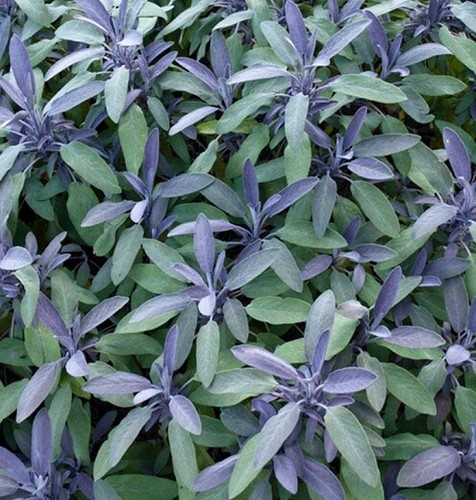 Sage purple salvia - sage, officinalis