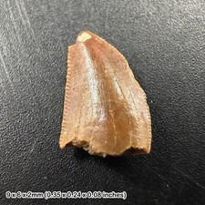 Genuine raptor dinosaur tooth
