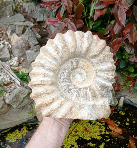 Large fossil ammonite 5kg - x,