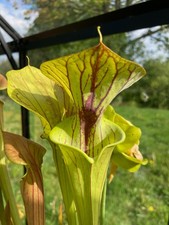 20+ Sarracenia Seeds From