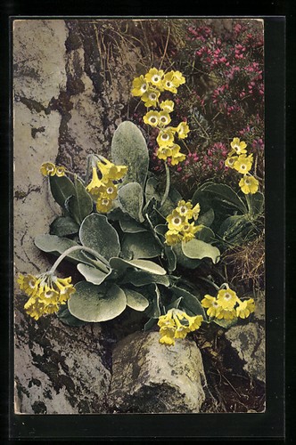 Photochrome 792 primula - no., 792: