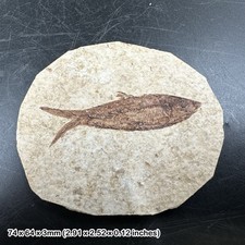 Eocene fossil fish in matrix