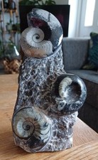 Ammonite Fossil Large Size