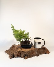 Juniper Bonsai Tree –