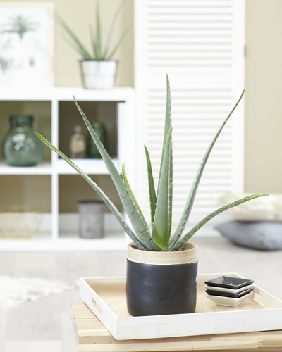 Aloe vera barbadensis - vera,