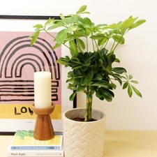 Schefflera Arboricola Gold Capella Indoor Plant in 14cm Pot - Umbrella Tree