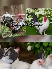 12+ Japanese Bantam Hatching Eggs