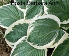 “SALE”  Hosta Barbara Ann
