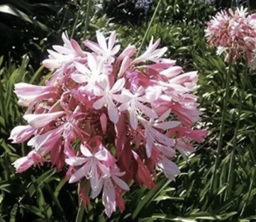 Seeds pink agapanthus - 20,