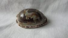 CAMEO COWRIE SHELL Kangaroo approx 5.5cm long freepost