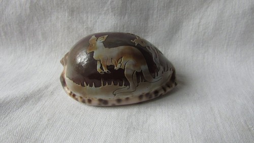 Cameo cowrie shell kangaroo - shell,