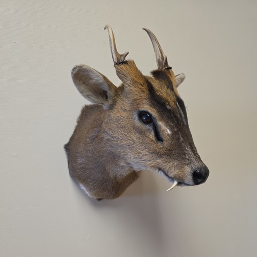 Muntjac deer shoulder mount - muntjac,