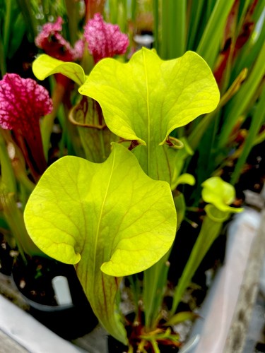 Sarracenia flava catesbaei - flava, x